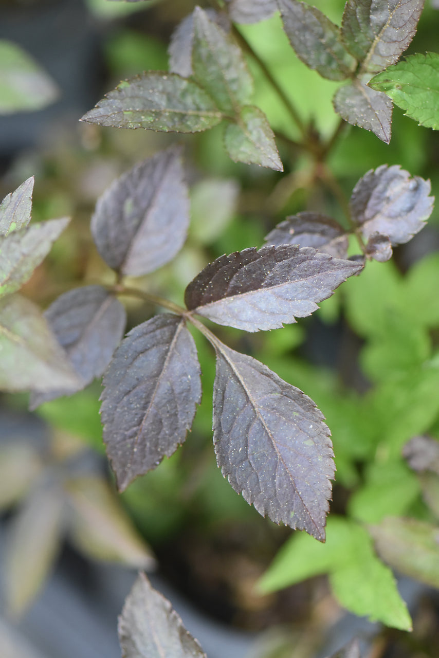 Sambucus nigra &#39;Gerda&#39; Black Beauty PP#12305 (Purple Leaf Elderberry)