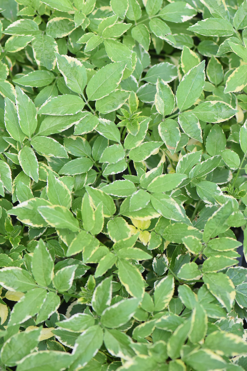 Sambucus nigra &#39;Sanivalk&#39; Instant Karma PPAF CBRAF (Variegated Elderberry)