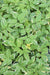 Sambucus nigra 'Sanivalk' Instant Karma PPAF CBRAF (Variegated Elderberry)