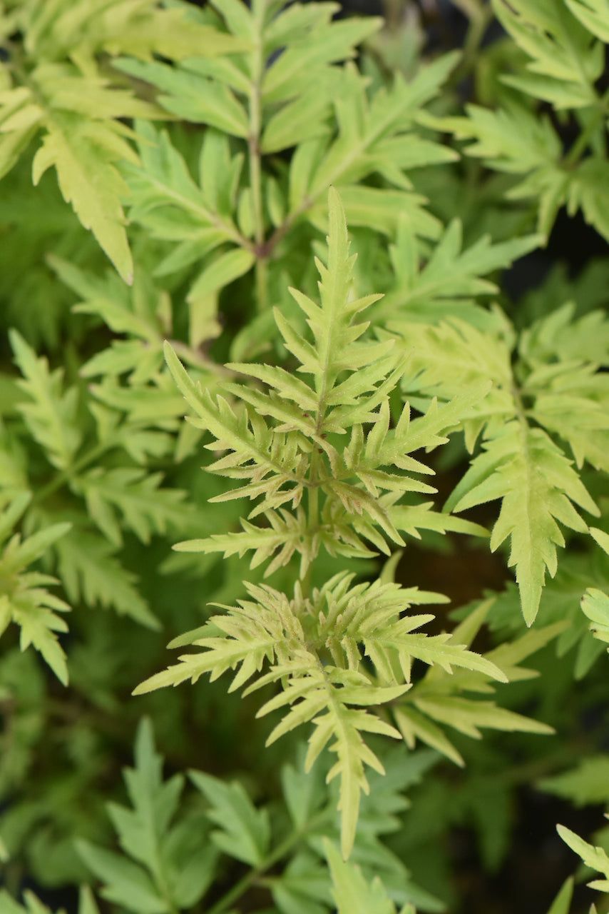 Sambucus racemosa &#39;SMNSRD4&#39; Lemony Lace PP#26613 CBRAF (Yellow Cut-Leaf Elderberry)