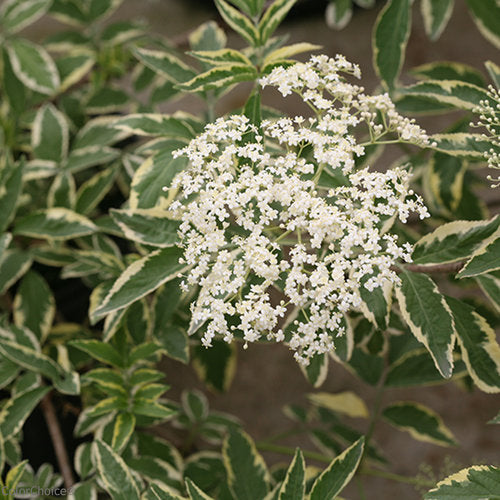 Sambucus nigra &#39;Sanivalk&#39; Instant Karma PPAF CBRAF (Variegated Elderberry)