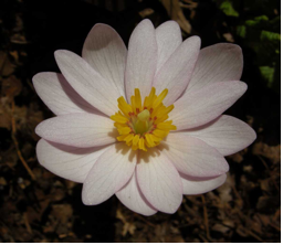 Sanguinaria canadensis 'Venus' (Pink Flowered Bloodroot)
