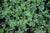 Sanguisorba officinalis var. microcephala 'Little Angel'  (Variegated Burnet)