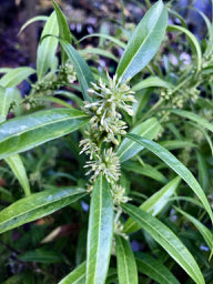 Sarcococca saligna (Willow-Leaf Sweet Box, Christmas Box)