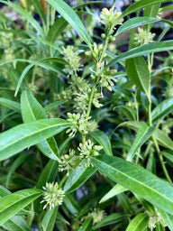 Sarcococca saligna (Willow-Leaf Sweet Box, Christmas Box)