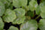 Saxifraga epiphylla DJHC0581 (Saxifragia)