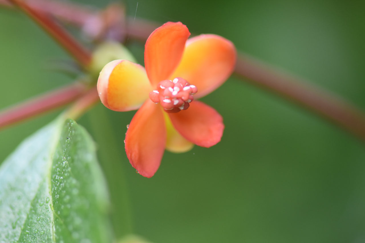 Schisandra arisanensis DJHT 12055  (Magnolia Vine)