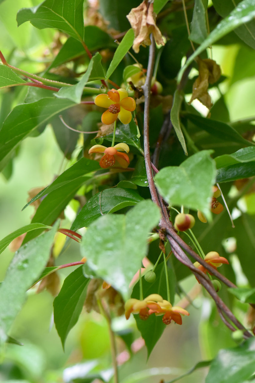 Schisandra arisanensis DJHT 12055  (Magnolia Vine)