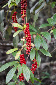 Schisandra sp. ZHNP051 (Magnolia Vine)