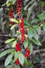 Schisandra sp. ZHNP051 (Magnolia Vine)