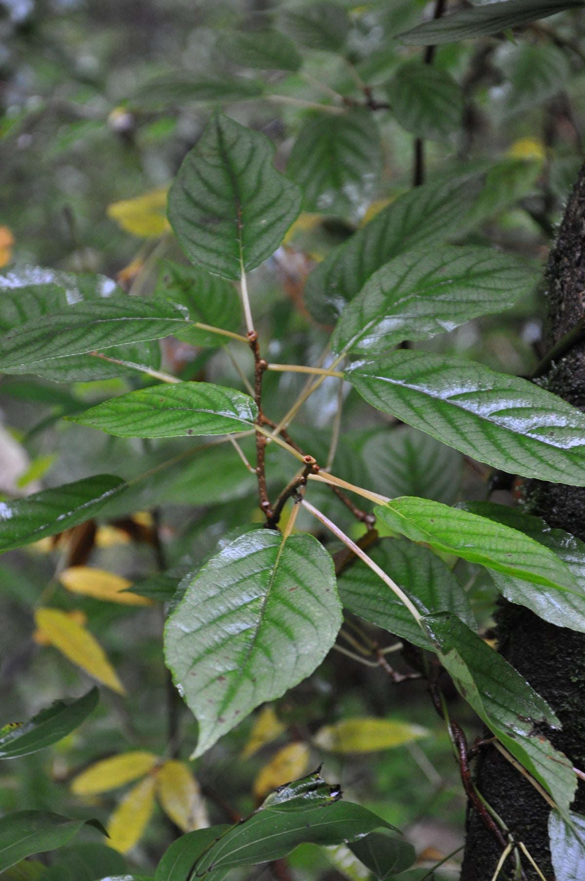 Schizophragma hydrangeoides &#39;Moonlight&#39; (Silver Leaf Climbing Hydrangea)