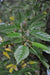 Schizophragma hydrangeoides 'Moonlight' (Silver Leaf Climbing Hydrangea)