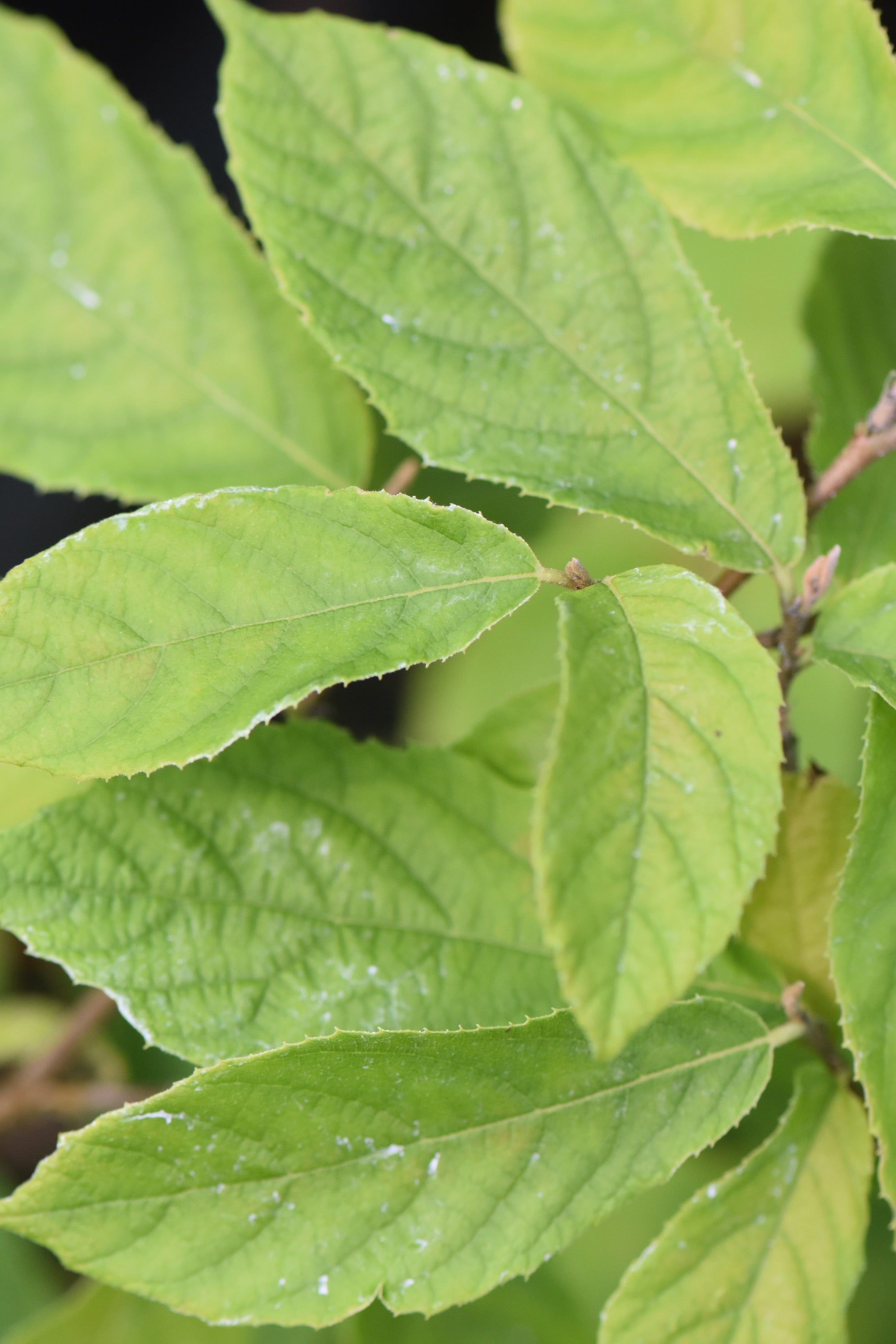 Sinowilsonia henryi (Henry's Sinowilsonia)