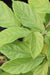 Sinowilsonia henryi (Henry's Sinowilsonia)
