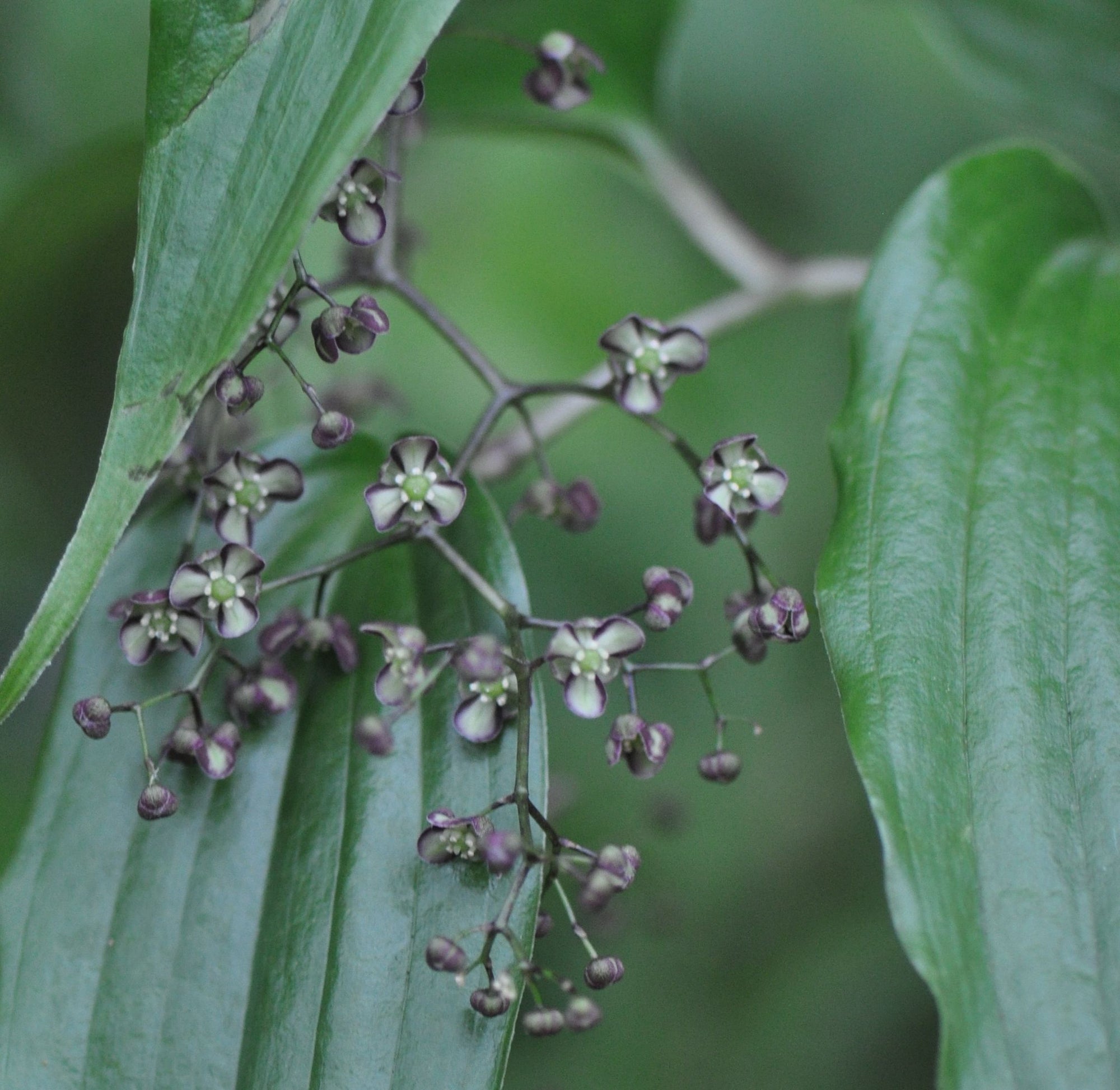 Maianthemum fuscum (Himalayan False Solomon's Seal) Syn. Smilacina fusca