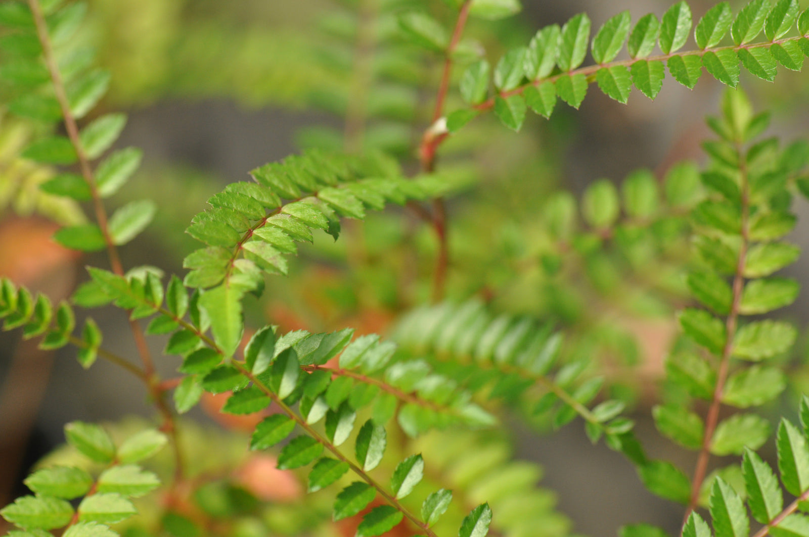 Sorbus sp. ex CCHH 8066 (Mountain Ash)