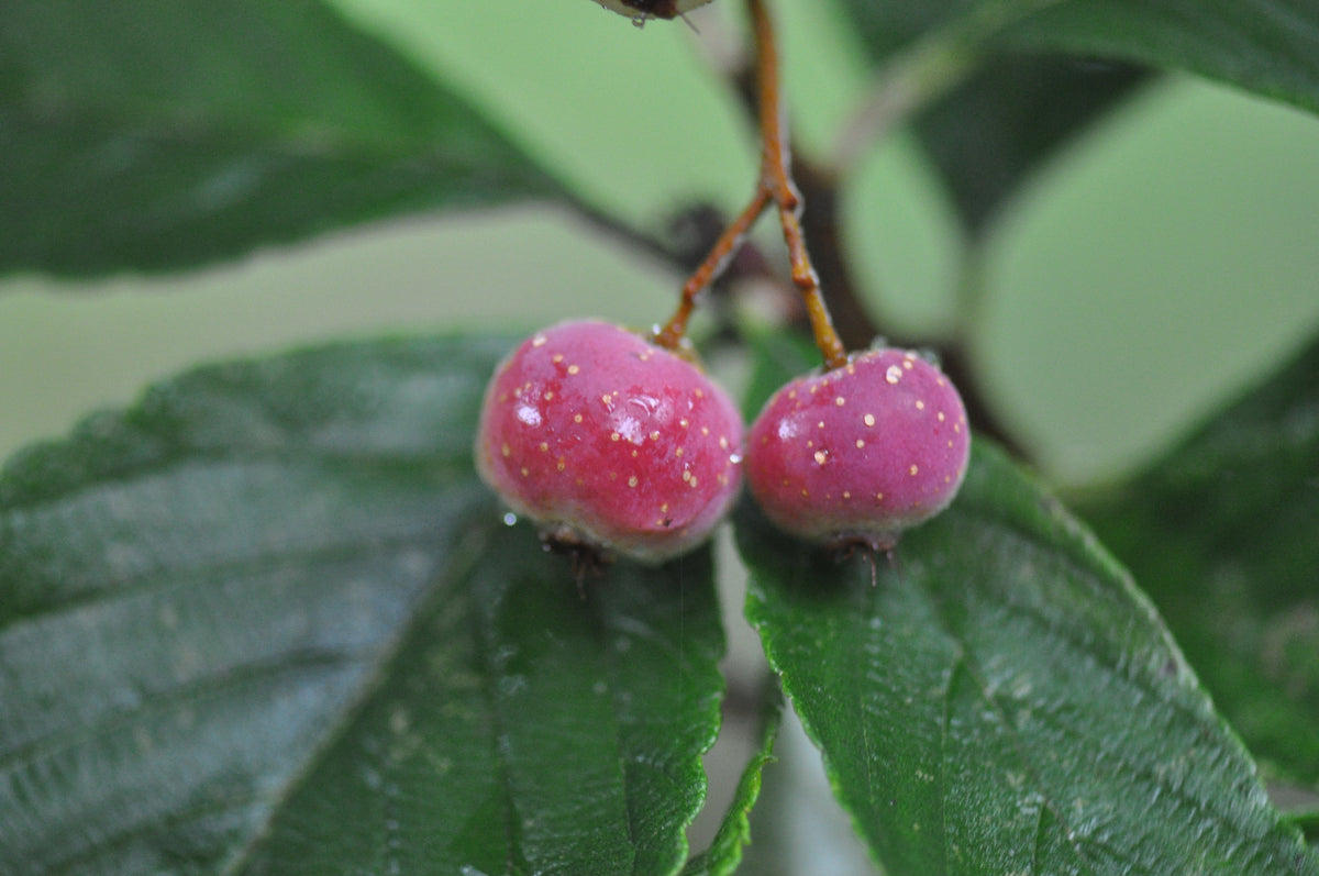 Sorbus pallescens  (Whitebeam)