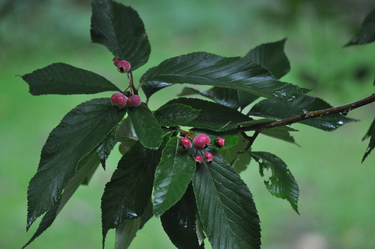 Sorbus pallescens  (Whitebeam)