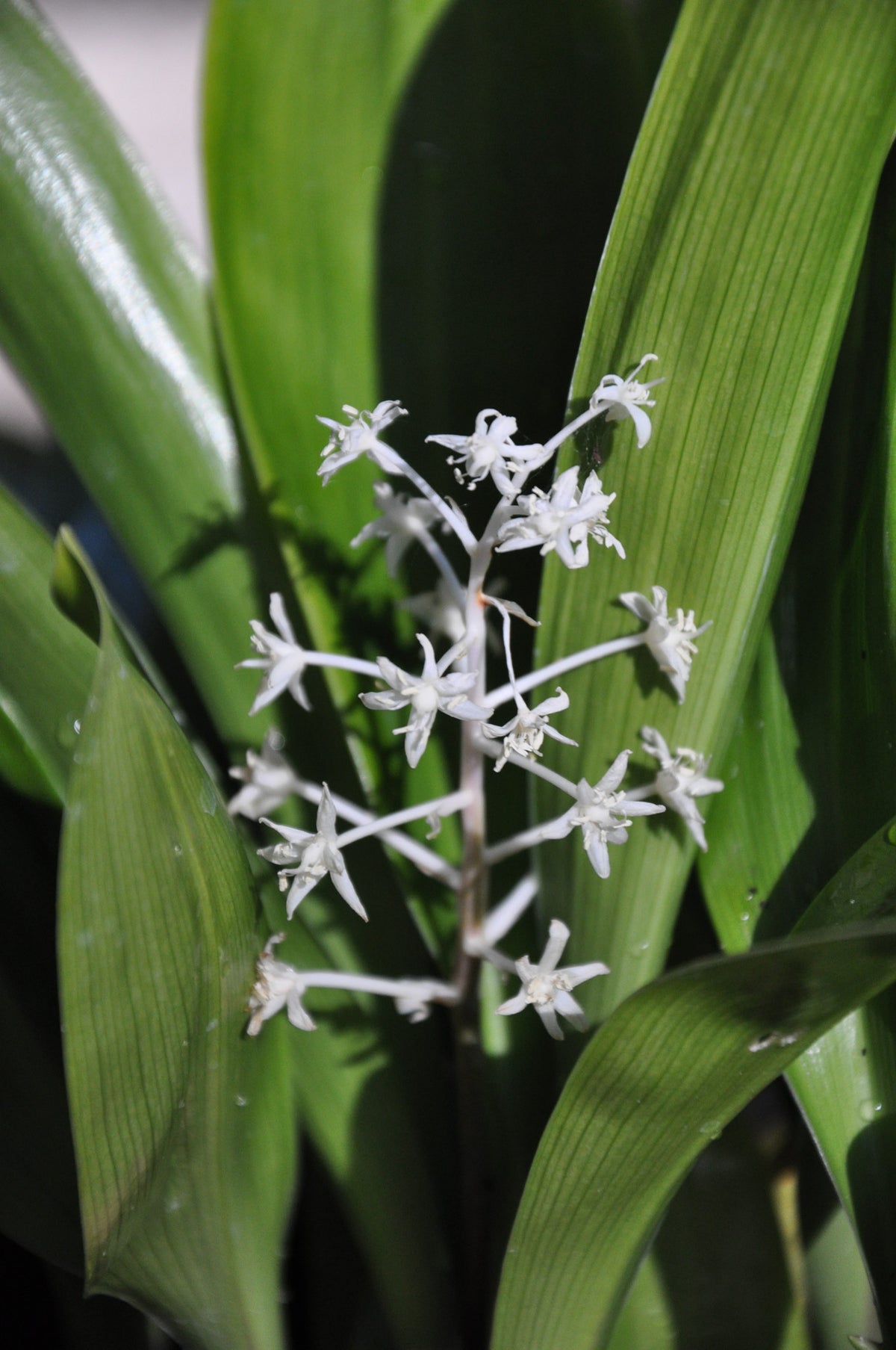 Speirantha convallariodes (False Lily-of-the-Valley)