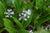 Speirantha convallariodes (False Lily-of-the-Valley)