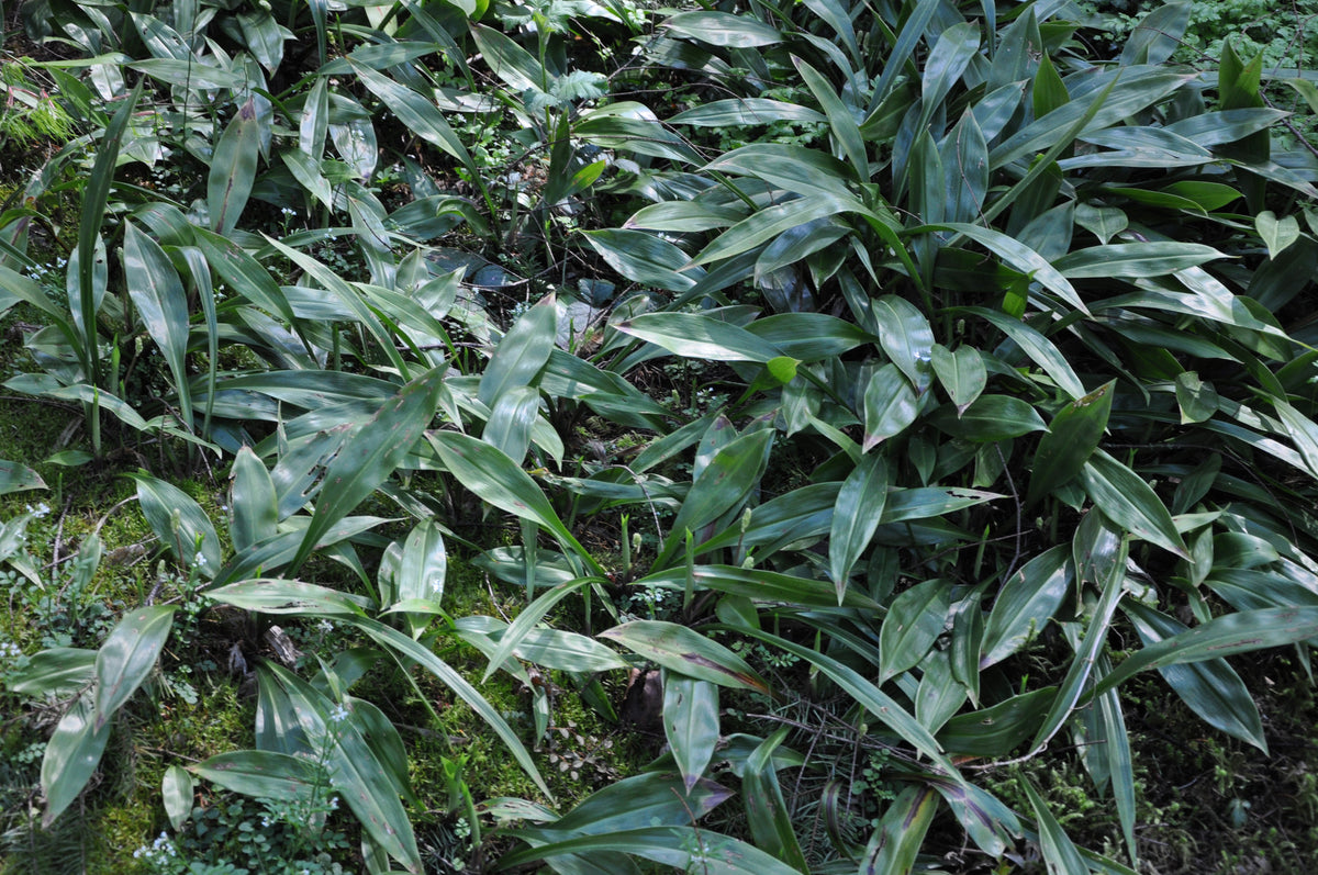 Speirantha convallariodes (False Lily-of-the-Valley)