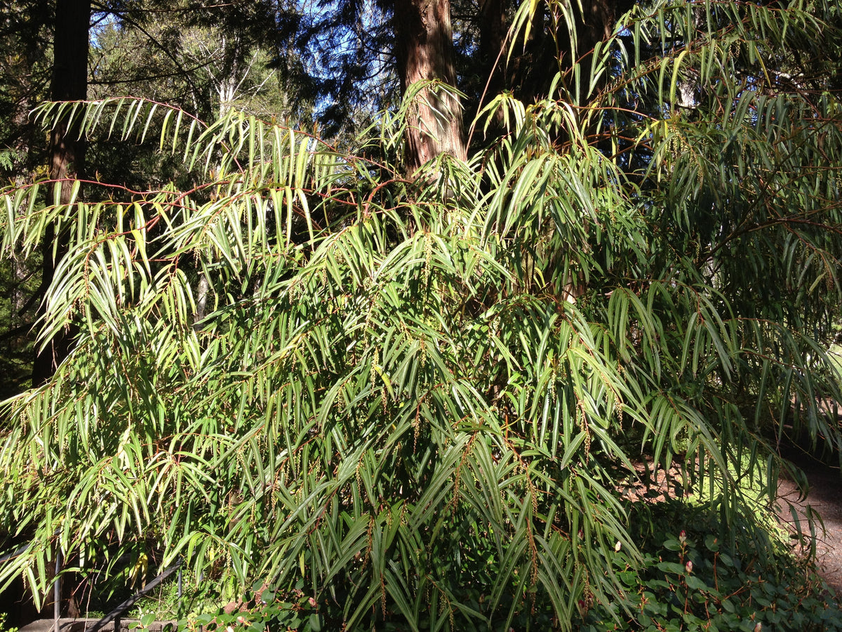 Stachyurus salicafolius