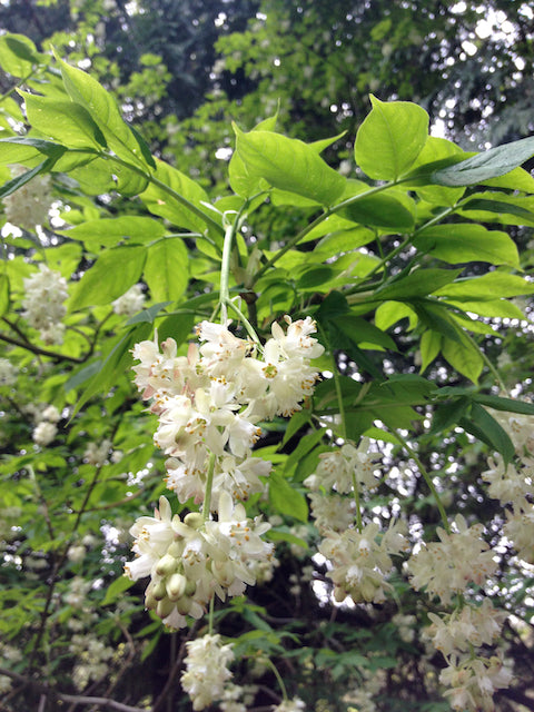 Staphylea pinnata  (European Bladdernut)