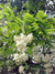 Staphylea pinnata  (European Bladdernut)