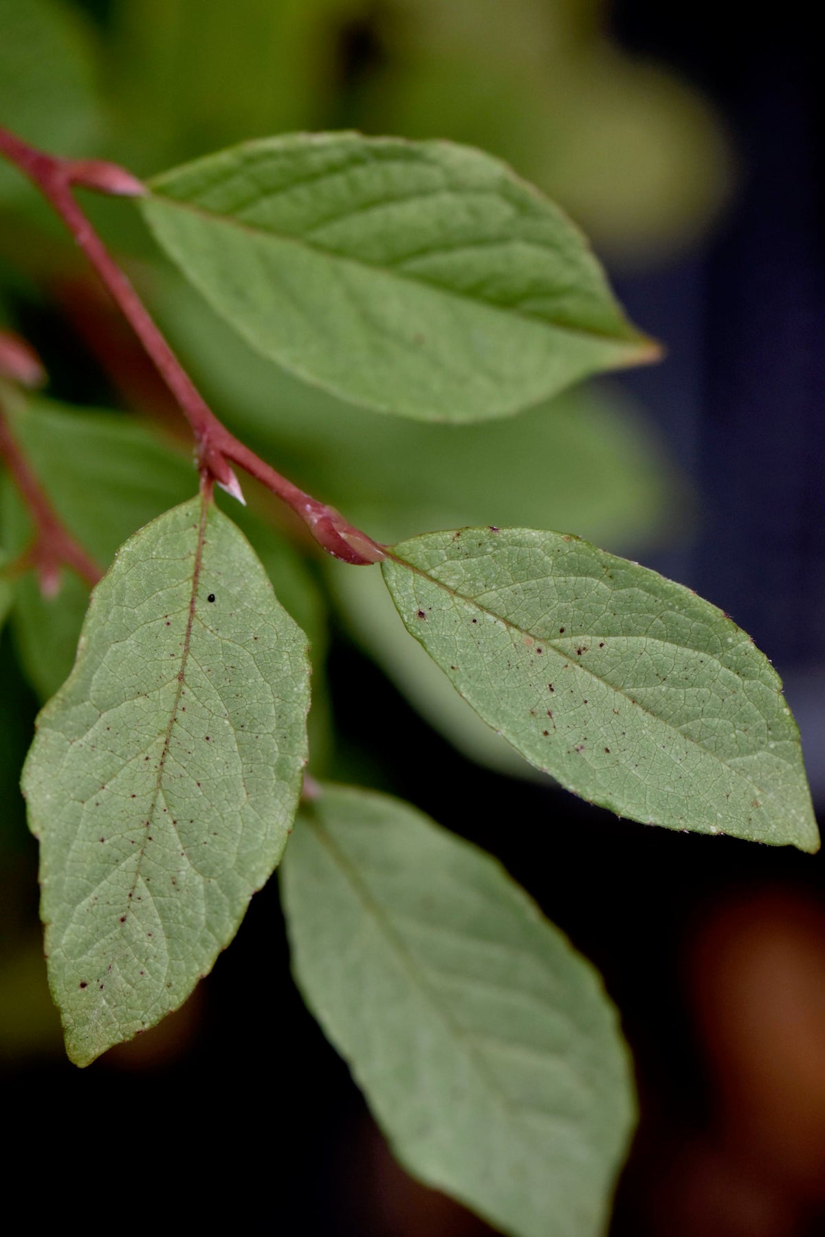 Stewartia pseudocamellia &#39;Pewter Form&#39;. (Silver Leaf Stewartia) Keeping It Green Nursery