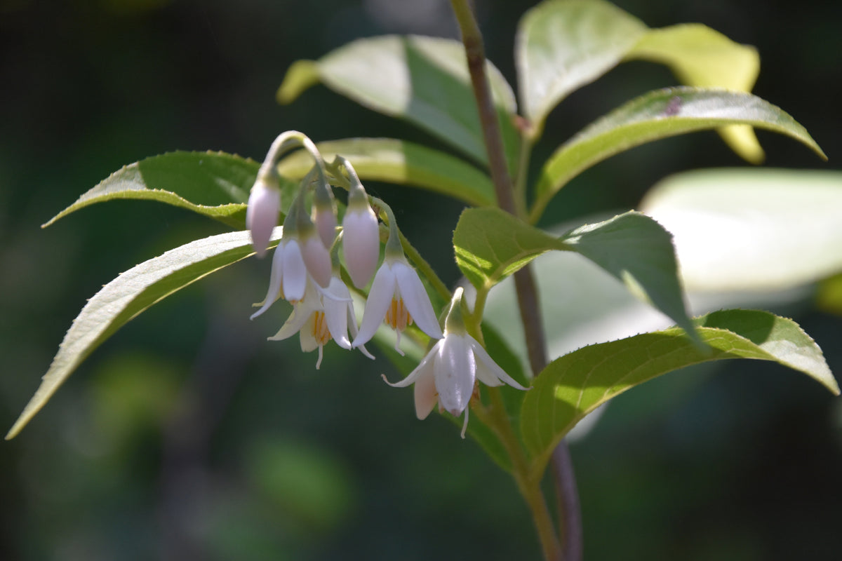 Styrax japonicus CGG14116 (Snowbell)