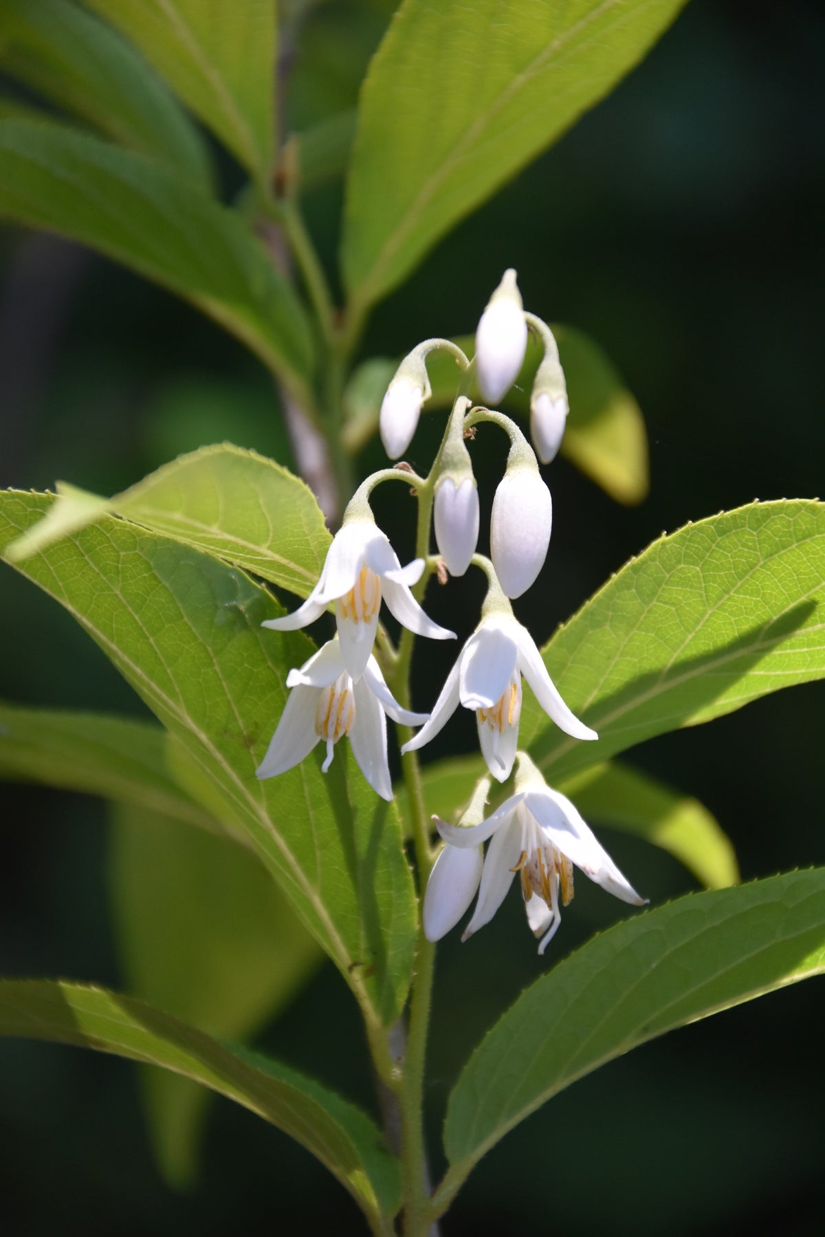 Styrax japonicus CGG14116 (Snowbell)