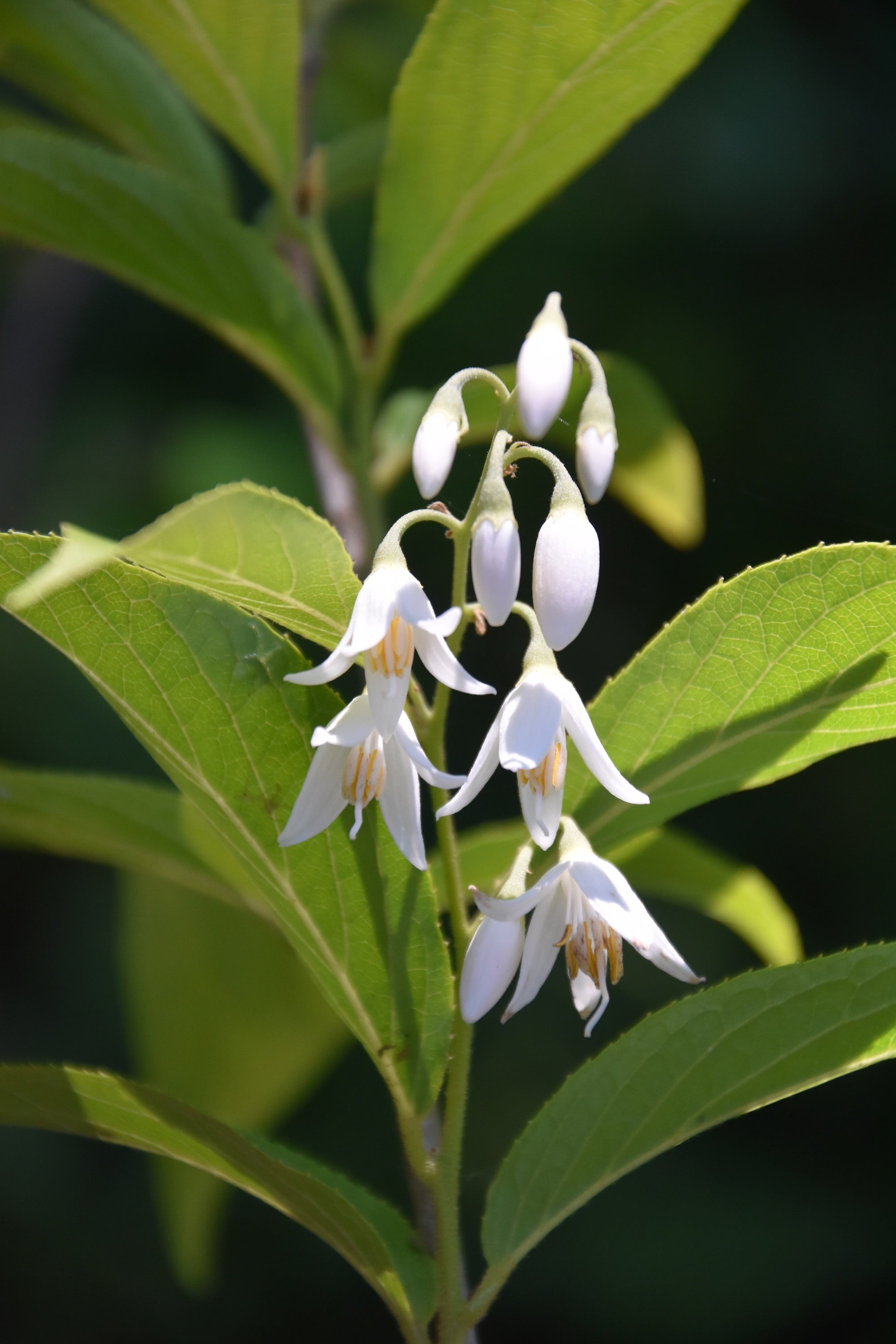 Styrax japonicus CGG14116 (Snowbell)