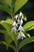 Styrax japonicus CGG14116 (Snowbell)