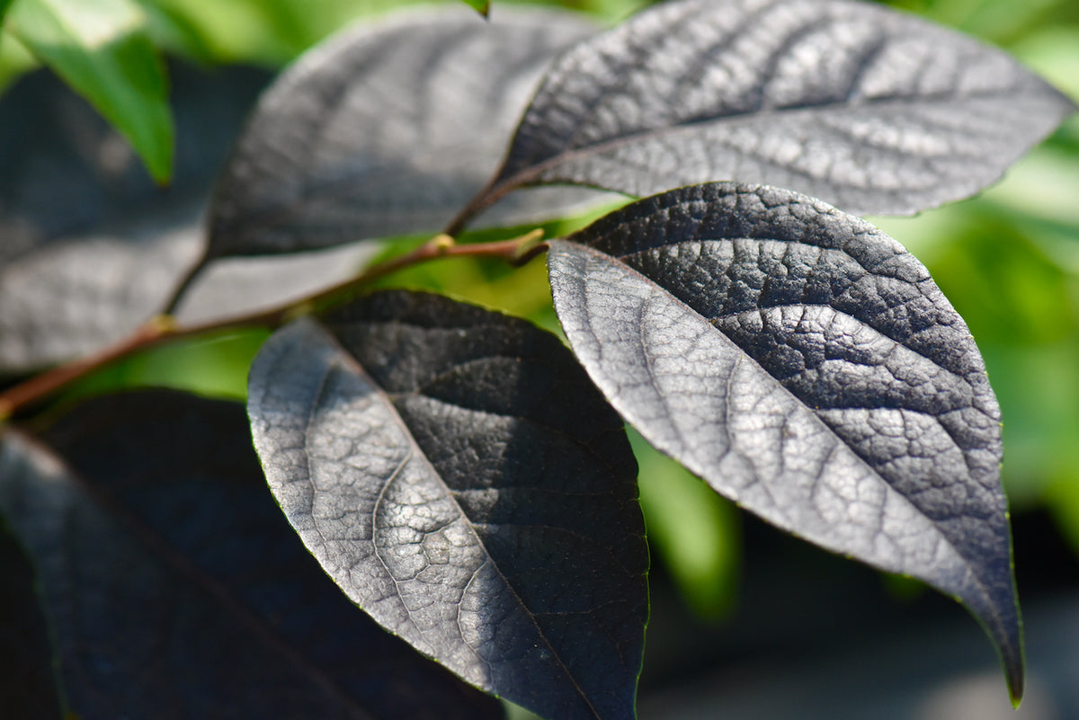 Styrax japonicus &#39;Evening Light&#39; pp24169 (Japanese Snowbell)