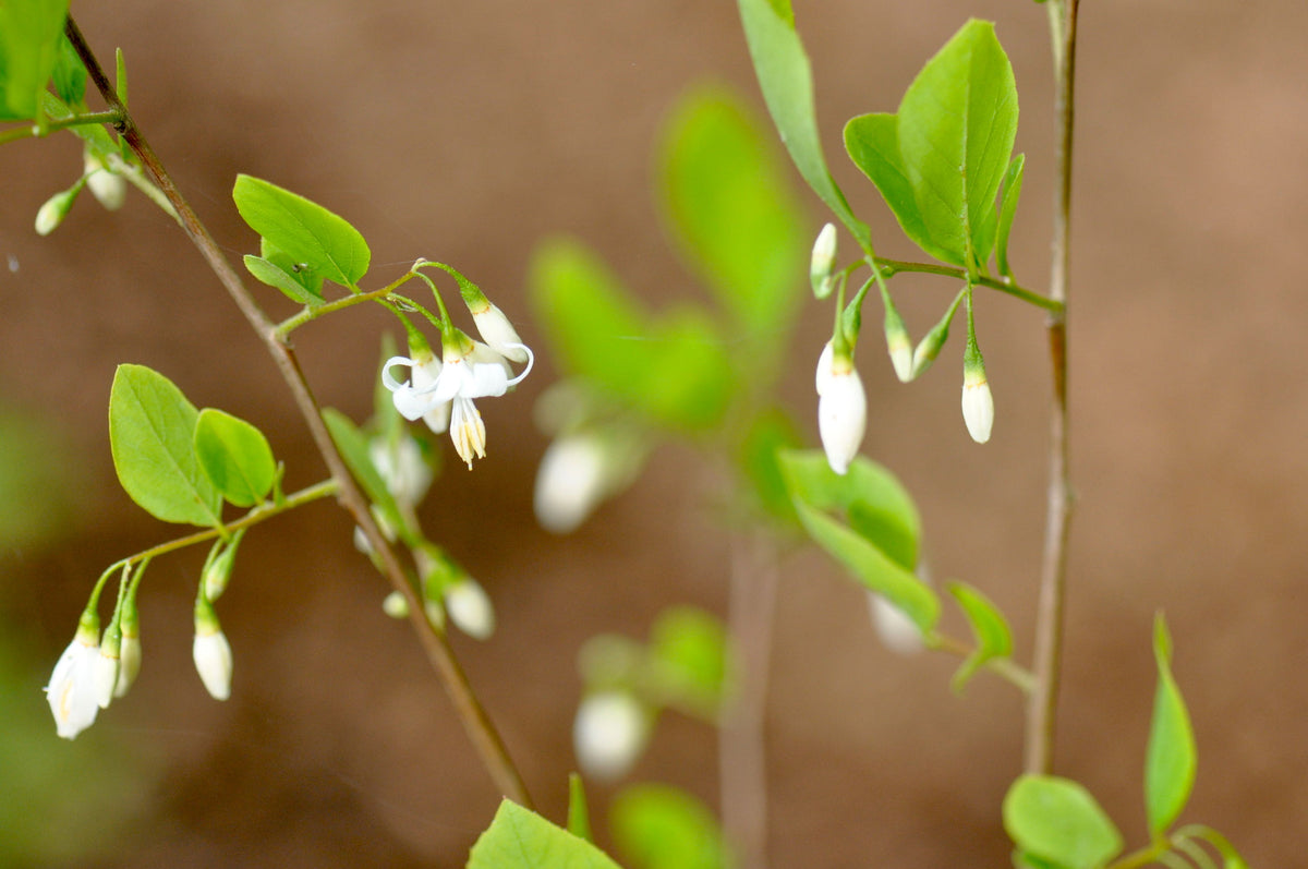 Styrax wilsonii (Wilson&#39;s Snowbell)