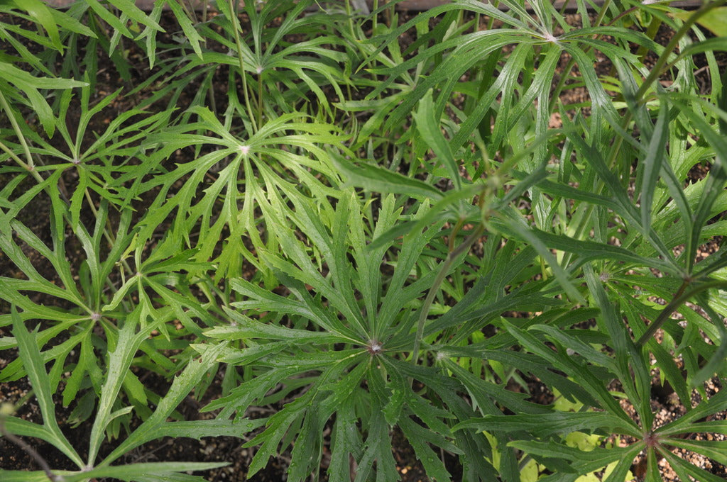 Syneilesis aconitifolia (Shredded Umbrella Plant)