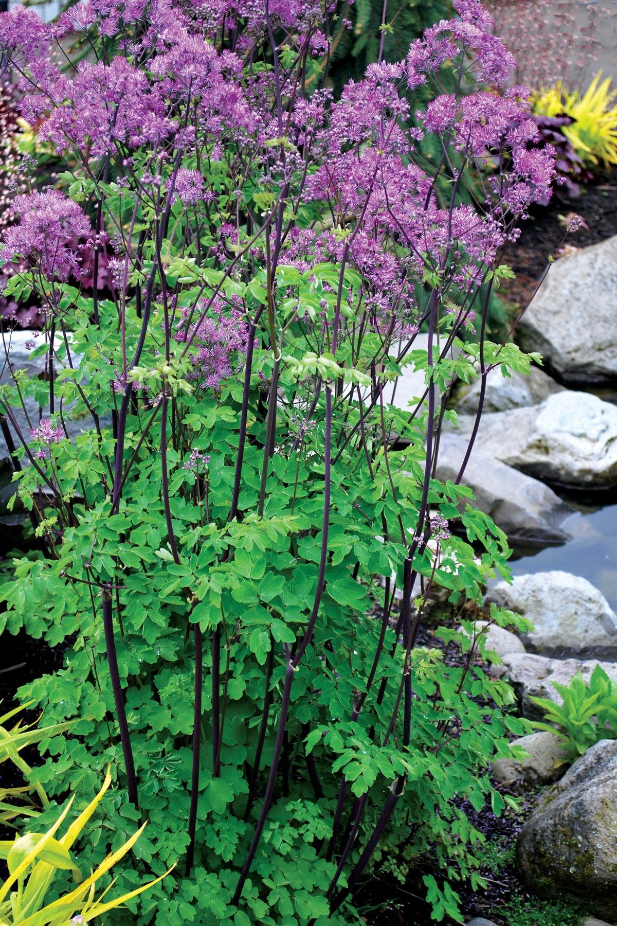 Thalictrum &#39;Black Stockings&#39;  (Meadow Rue)