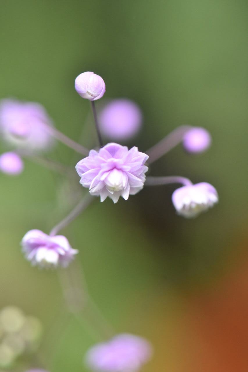 Thalictrum delavayi 'Hewitt's Double'  (Chinese Meadow Rue)