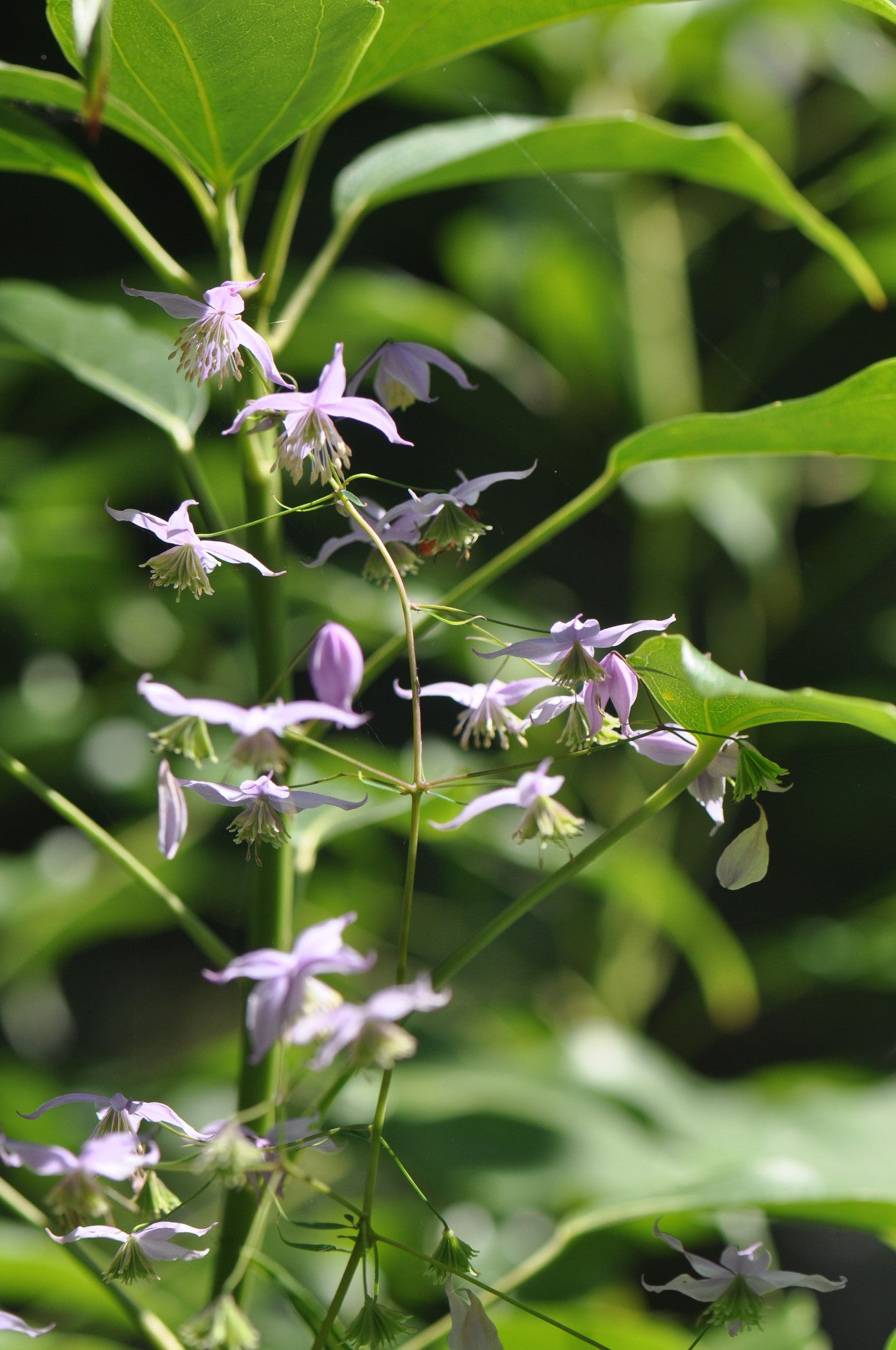 Thalictrum delavayi   (Chinese Meadow Rue)