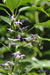 Thalictrum delavayi   (Chinese Meadow Rue)