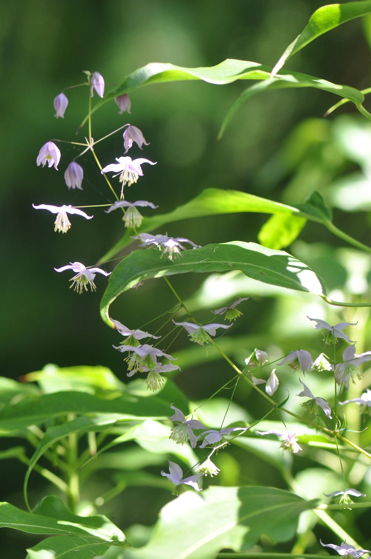Thalictrum delavayi   (Chinese Meadow Rue)