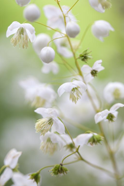 Thalictrum delavayi &#39;Album&#39;  (Chinese Meadow Rue)