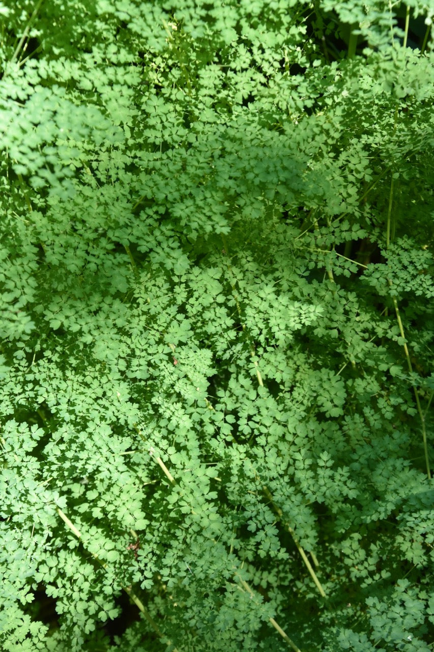 Thalictrum isopyroides (Foamy Meadow Rue)