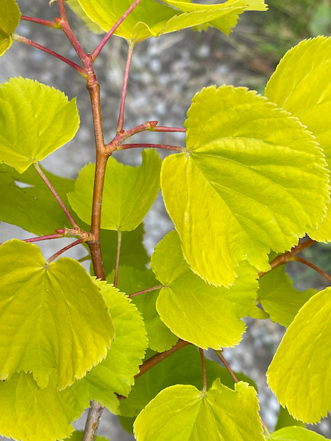 Tilia cordata &#39;Akira Gold&#39;  (Gold Leaf Tilia)