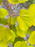 Tilia cordata 'Akira Gold'  (Gold Leaf Tilia)