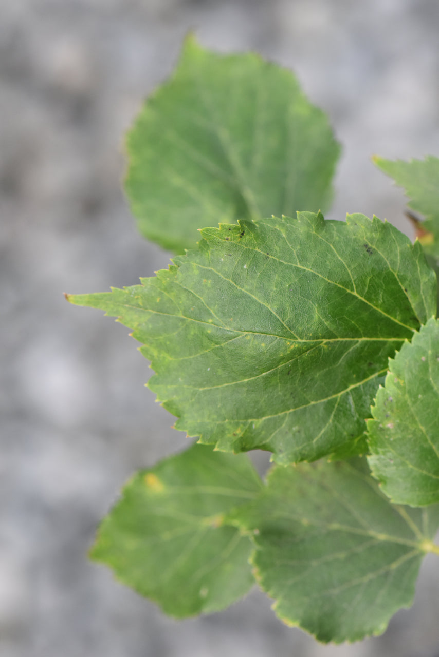 Tilia cordata &#39;Girards Nana&#39;  (Dwarf Tilia)