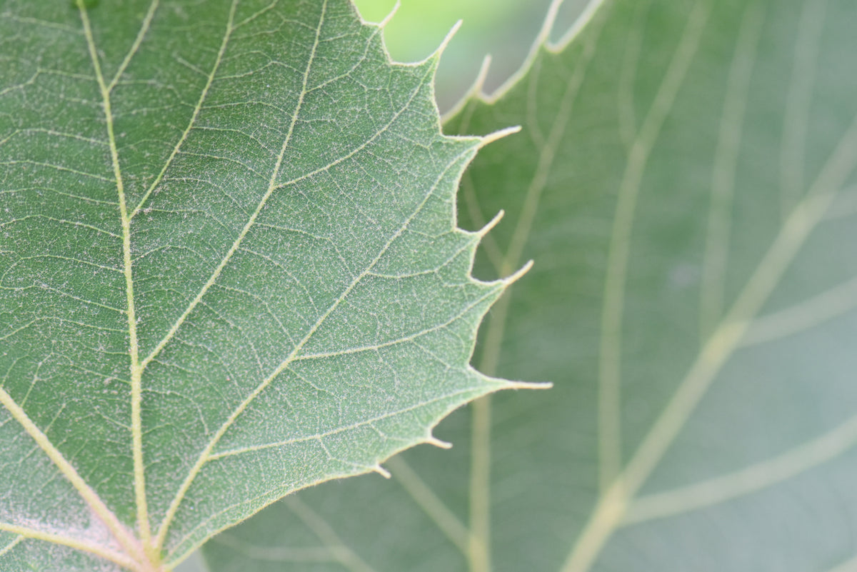 Tilia henryana  (Henry&#39;s Lime)