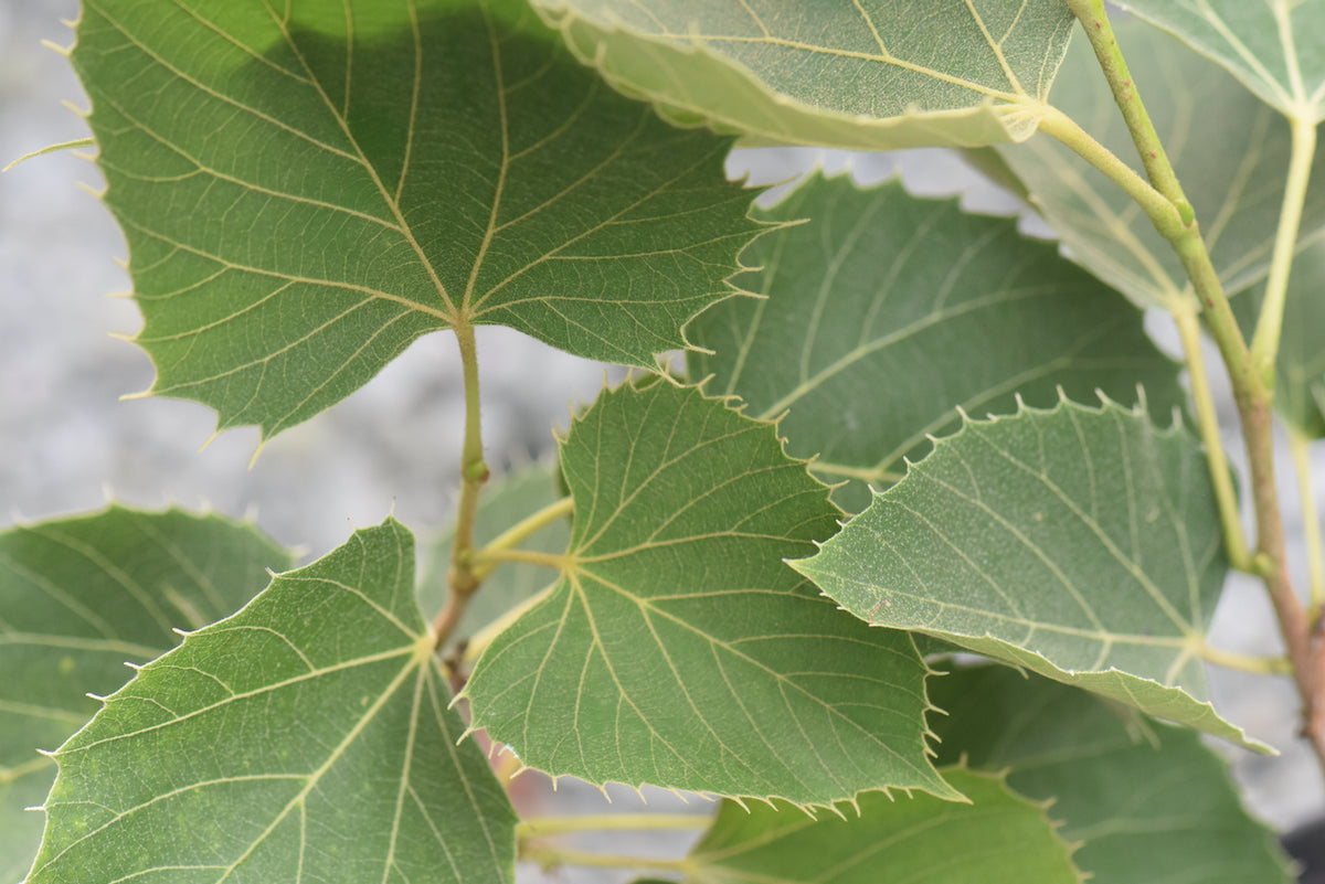 Tilia henryana  (Henry&#39;s Lime)