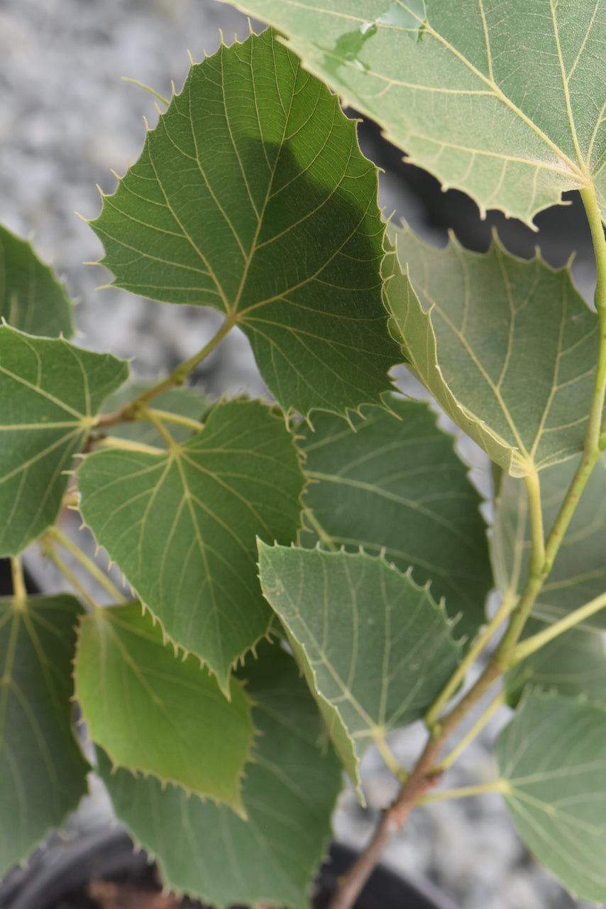 Tilia henryana  (Henry&#39;s Lime)