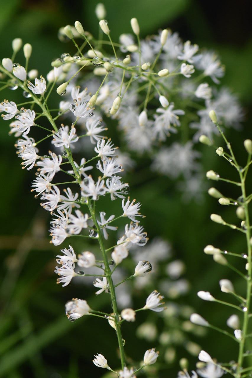 Tofieldia nuda var. furusei